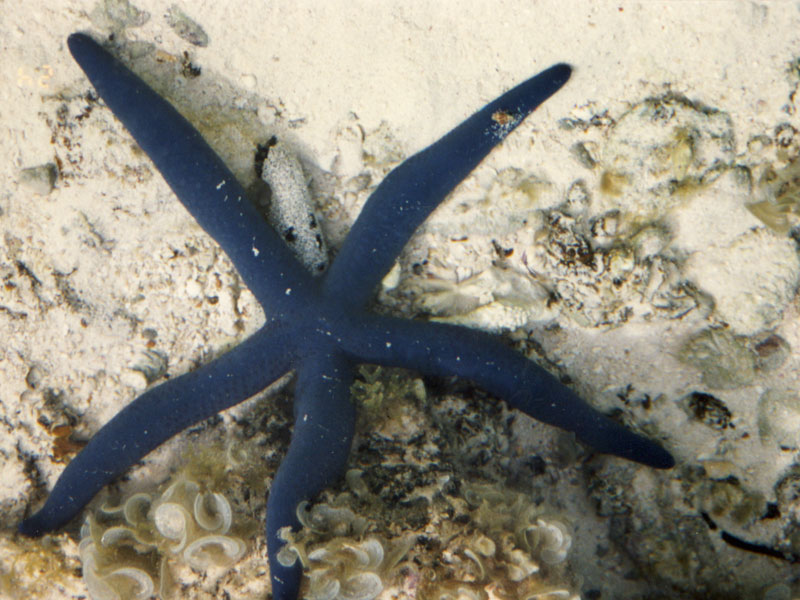 blue sea star