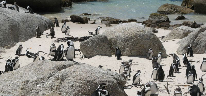 penguins on Bouldar Beach, S. Africa penguins on Bouldar Beach, S. Africa