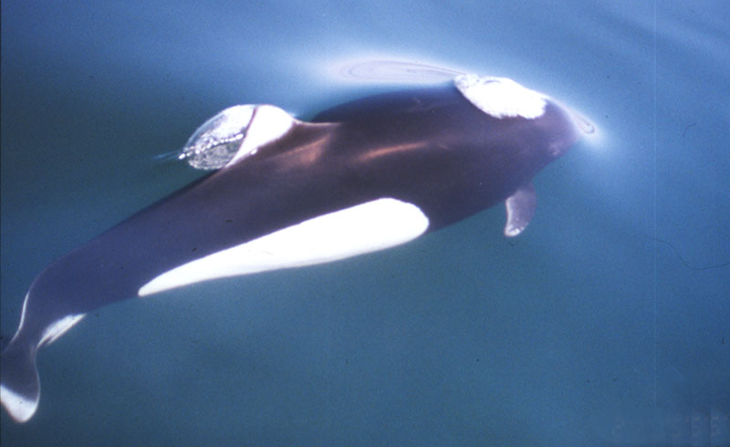 Dall's porpoise Dall's porpoise