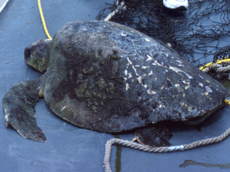 Health assessment of male olive Ridley turtle in the eastern tropical Pacific Ocean.