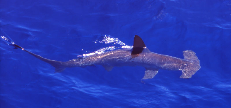 scalloped hammerhead shark