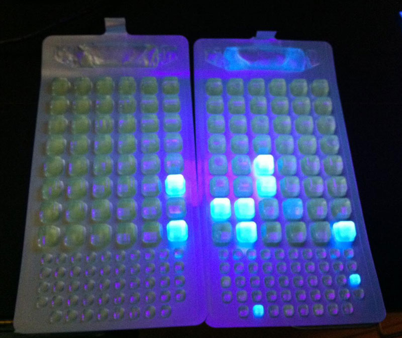 reading test results for enterococcus bacteria