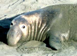 northern elephant seal