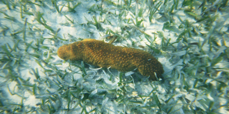 sea cucumber