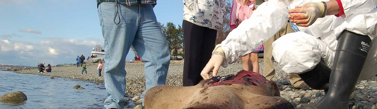 Dr. Norman performing a necropsy on a stranded sea lion Dr. Norman performing a necropsy on a stranded sea lion