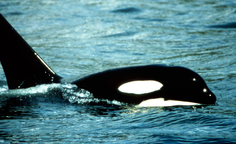 southern resident killer whale southern resident killer whale