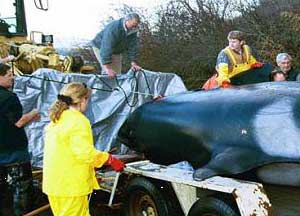 Dr. Norman assisting with killer whale stranding in 2001